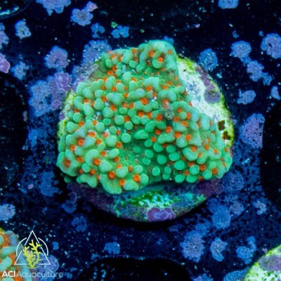 Aci coltivato grinch montipora - aci,