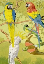 Quadro William Neave Parker