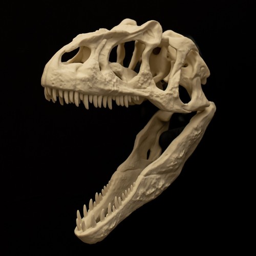 Allosaurus skull replica - allosaurus,