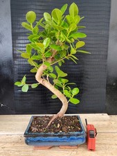 bonsai   ficus panda h 45 cm