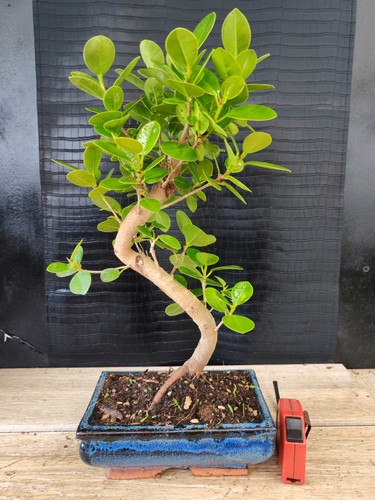 Bonsai ficus panda 45 cm - ficus, h