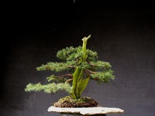 Bonsai di Abete rosso