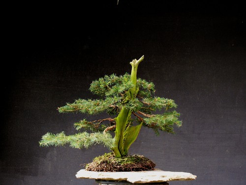Bonsai abete rosso - abete,