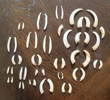 Lotto-25 paia++ zanne denti