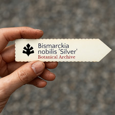 Bismarckia nobilis 'Silver'
