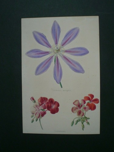 Aquarelle ancienne originale