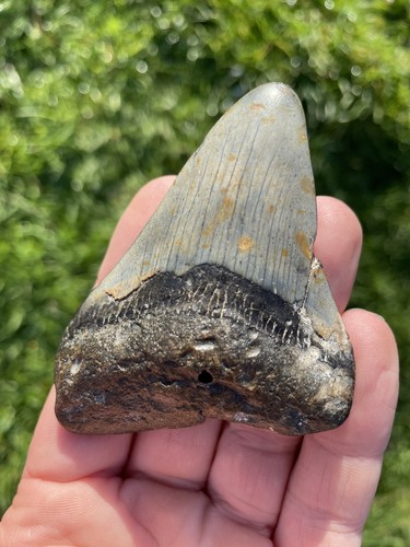Fossil megalodon shark - megalodon, tooth