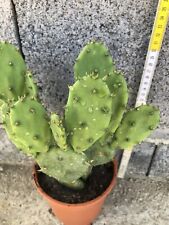 20 Pz Pale Di Opuntia Vulgaris
