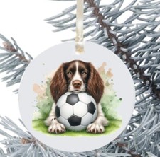 Cane Springer Spaniel da