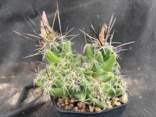 CORYPHANTHA RUNYONII VIVAIO IL GIARDINO DI MAYA CACTUS PIANTE 51