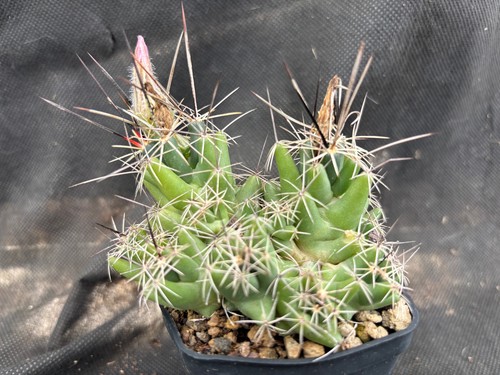 Coryphantha runyonii vivaio - coryphantha,