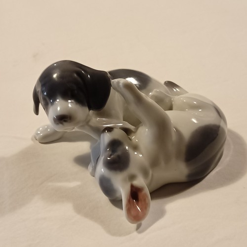 Coppia cani della royal - coppia,