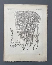 Incisione antica, botanica