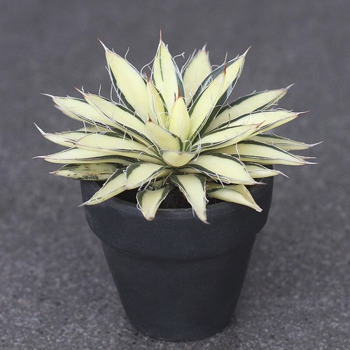 Agave filifera principessa 6cm - filifera,