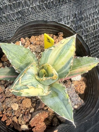 Agave titanota white - agave, 'white
