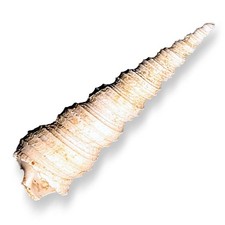 TURRITELLA CONCHIGLIA FOSSILE 4-7 CM