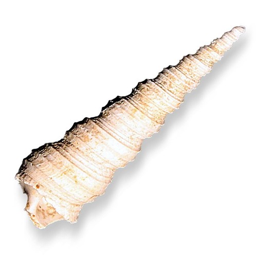 Turritella conchiglia fossile - conchiglia,