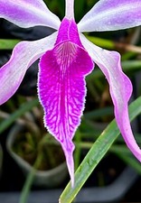 Brassavola Medusa Passione