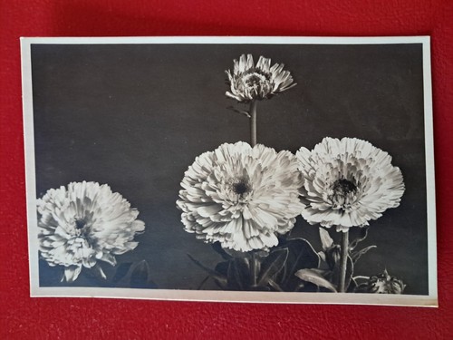 1270 cartolina fiore - cartolina:,
