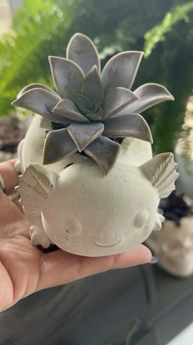 Fioriere cemento axolotl - 2,