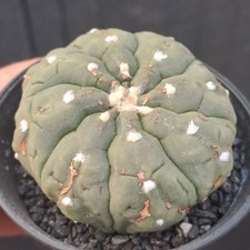 Astrophytum asterias cv