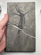 Fossile di Keichousaurus