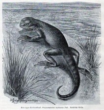 Bärtiger Krötenkopf, Phrynocephalus mystaceus