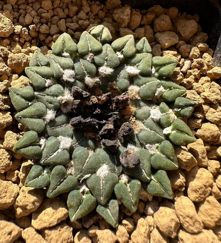 Ariocarpus kotschoubeyanus - , v