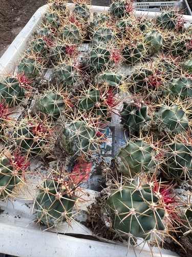 Ferocactus chrysacanthus