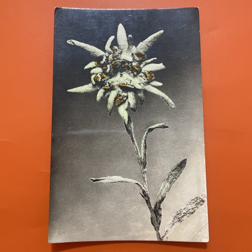 Fiore vecchia cartolina - fiore,