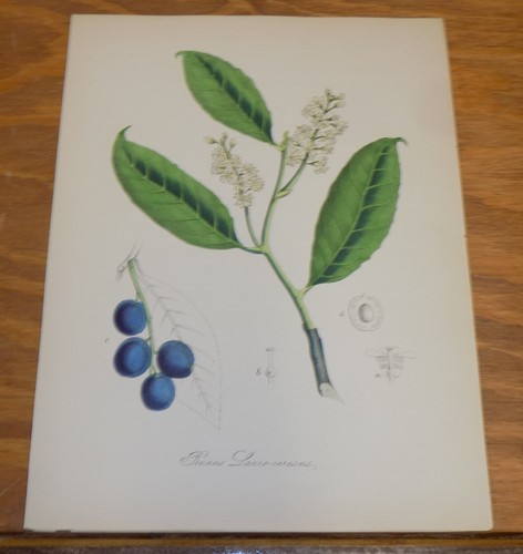 1852 stampa colori - 1852, a