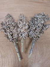 Miglio da zucchero White Liboywa - sorgo bicolore 25+ semi - semi Sh 037