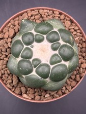 Coryphantha elephantidens