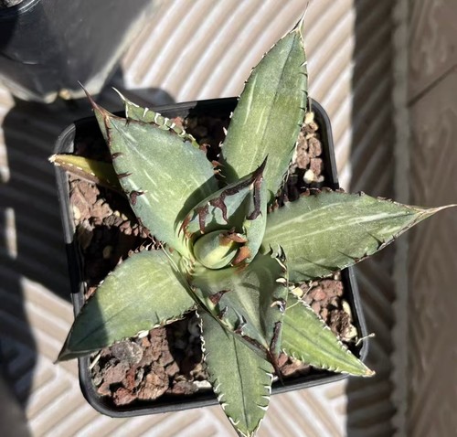 Balena nera agave - nera, 'striata