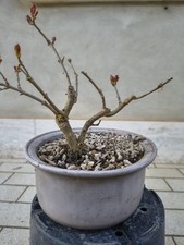 Pianta di melograno pre-bonsai