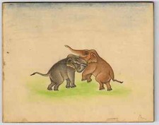 Wild Elefante Miniatura