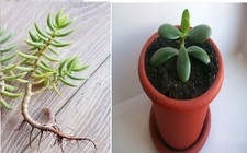 2 Piante Grasse: 1 Crassula Ovata e 1 Crassula Tetragona Spedite a radice nuda