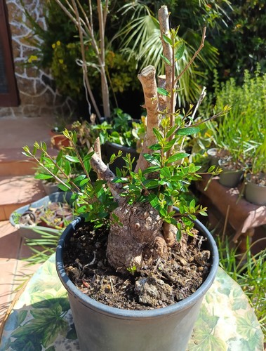 Pre bonsai olivastro - bonsai, 4.