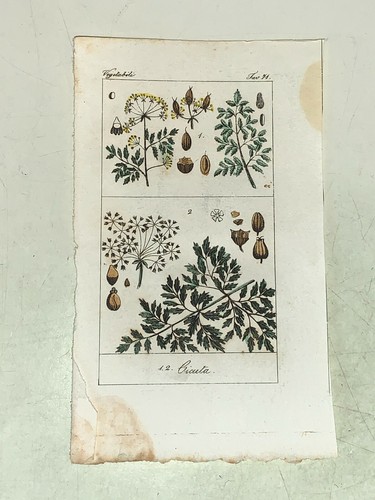 Cicuta incisione x - cicuta,