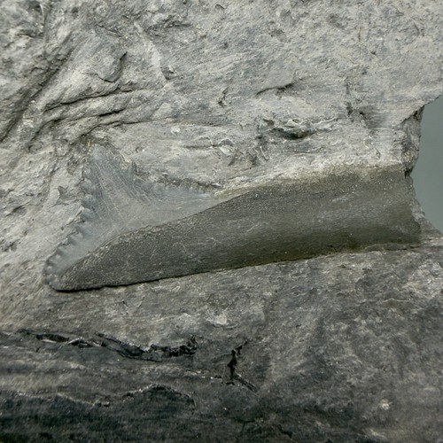 Raro fossile edestus - 2,40",