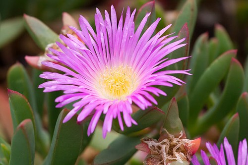 Carpobrotus aequilaterus - carpobrotus, @j@