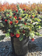 Callistemon viminalis little - callistemon,