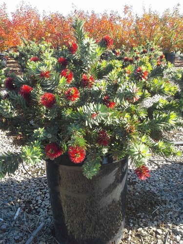 Callistemon viminalis little - callistemon,