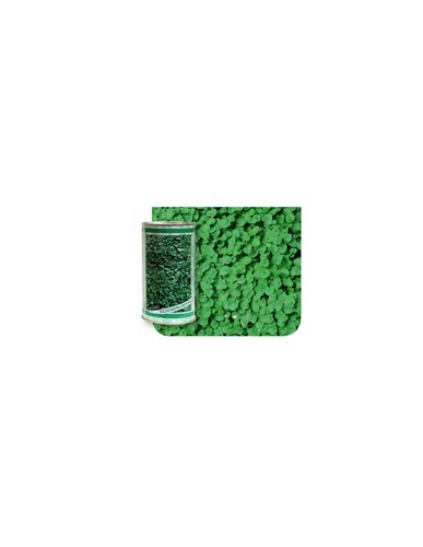Semi dichondra repens - di,