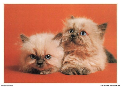 Ashp2 0126 gatto - -, gattini