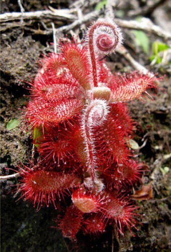 Pianta carnivora drosera - pianta,