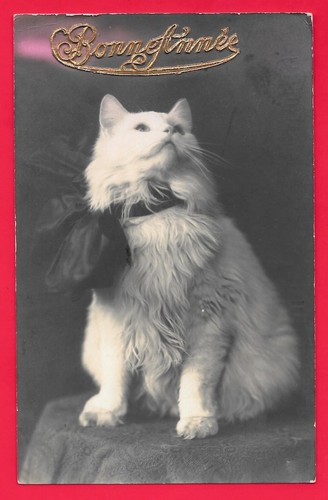 Gatto gatti - gatto,