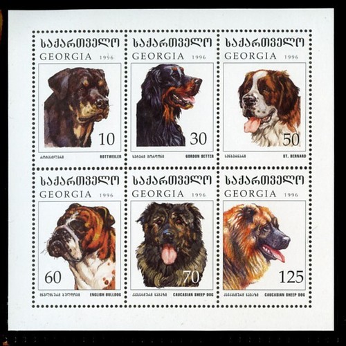 Rottweiler bulldog gordon - bulldog,