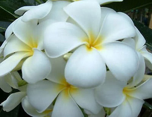 Semi/Fiori/Biancaneve/Freschi