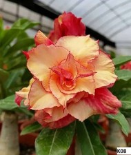 5 semi di Adenium obesum